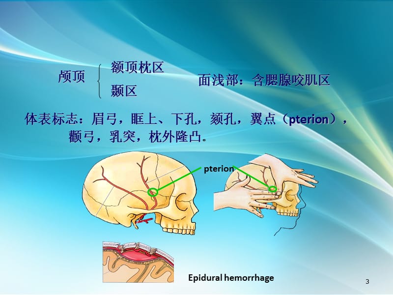 医用局部解剖学颅面部 ppt课件_第3页