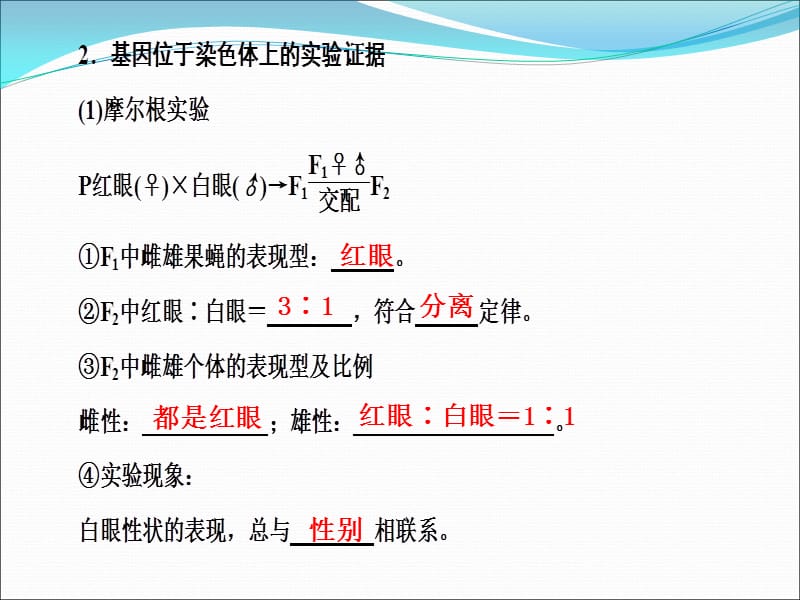 遗传的基本规律 第3讲 基因在染色体上与伴性遗传课件_第3页