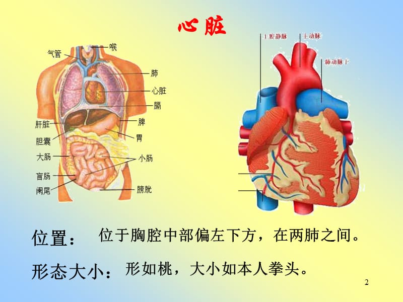 心脏 血液循环ppt课件_第2页