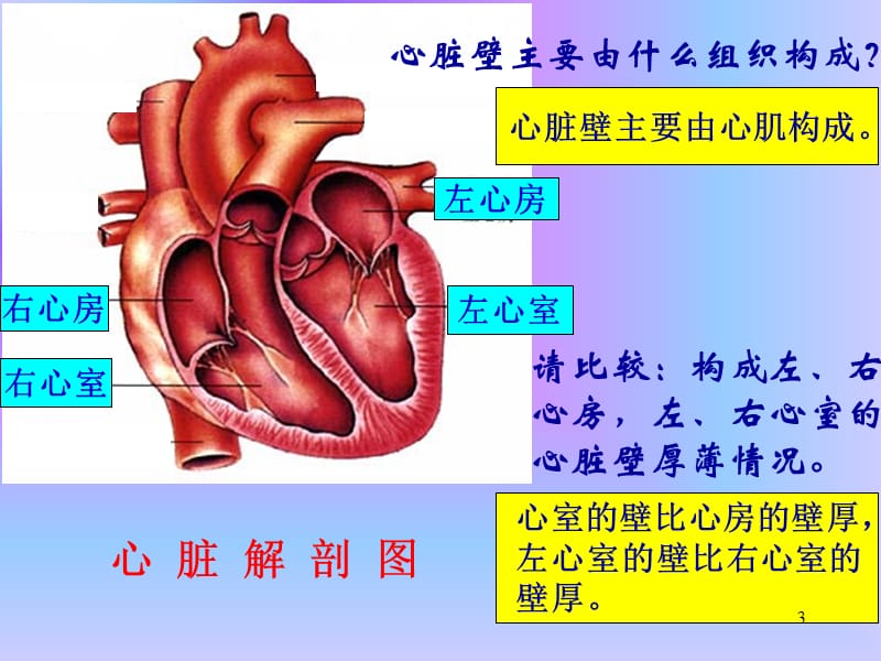 心脏 血液循环ppt课件_第3页