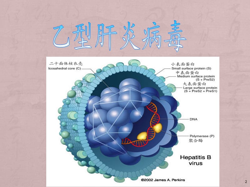 乙型肝炎病毒PPT课件_第2页