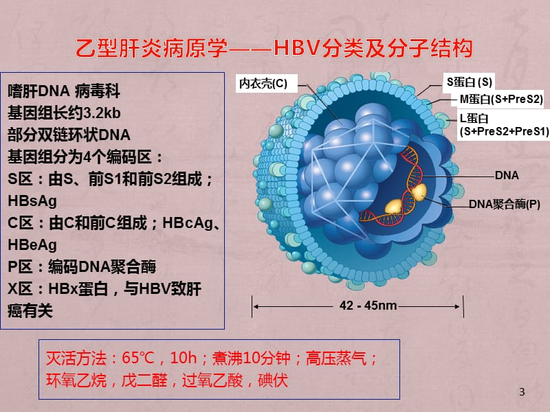 乙型肝炎病原学、流行病学及预防_第3页