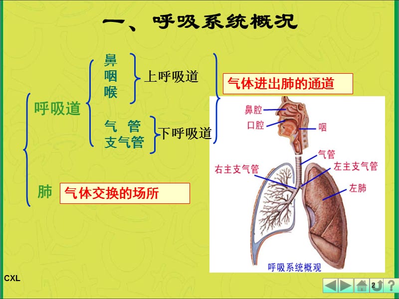 幼儿呼吸系统保健 PPT课件_第2页
