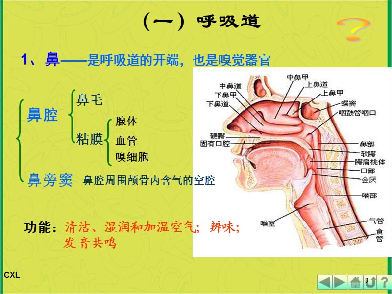 幼儿呼吸系统保健 PPT课件_第3页