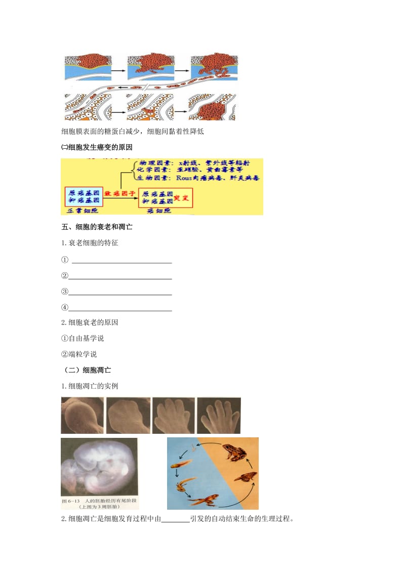 2019-2020年高考生物专题复习2细胞的分化衰老癌变和凋亡学案.doc_第3页