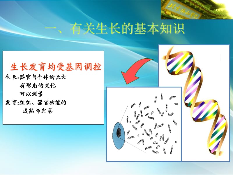 医学院内分泌博士课程-生长激素缺乏性矮小症_第3页