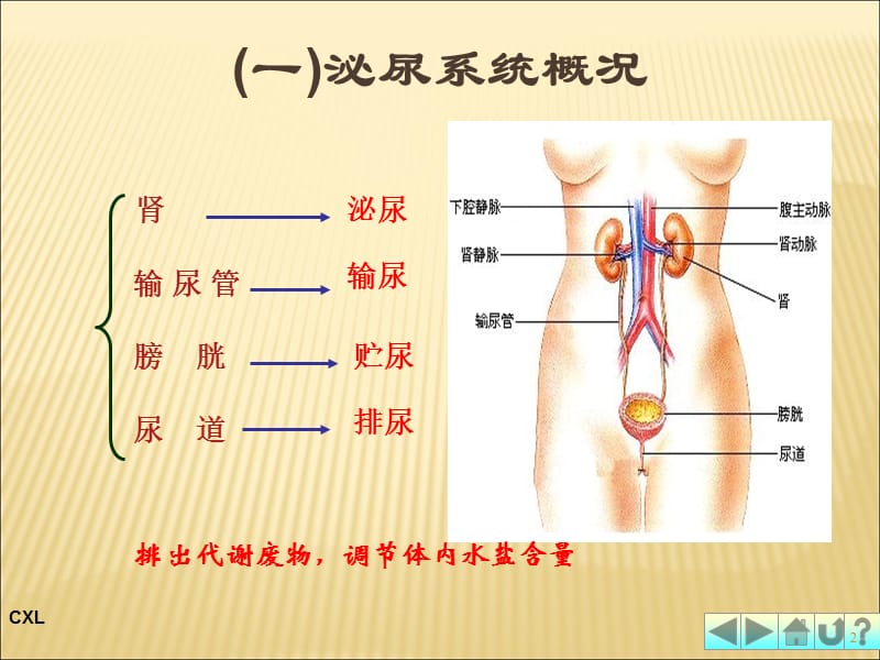 幼儿卫生与保健排泄系统与内分泌系统 PPT课件_第2页