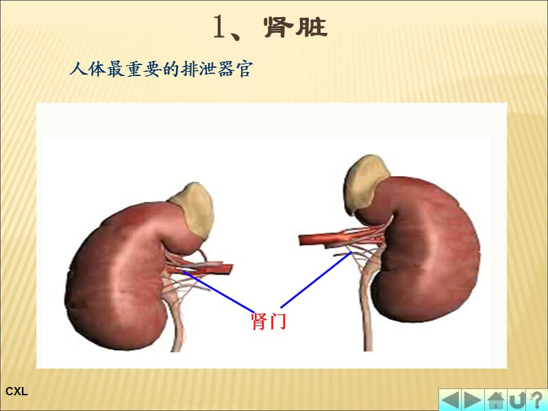 幼儿卫生与保健排泄系统与内分泌系统 PPT课件_第3页