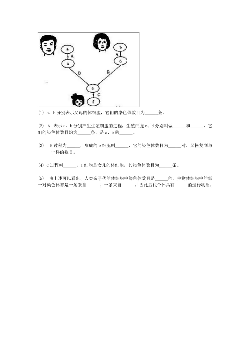 河南省永城市八年级生物下册 7.2.2《基因在亲子代间的传递》综合训练（新版）新人教版.doc_第2页