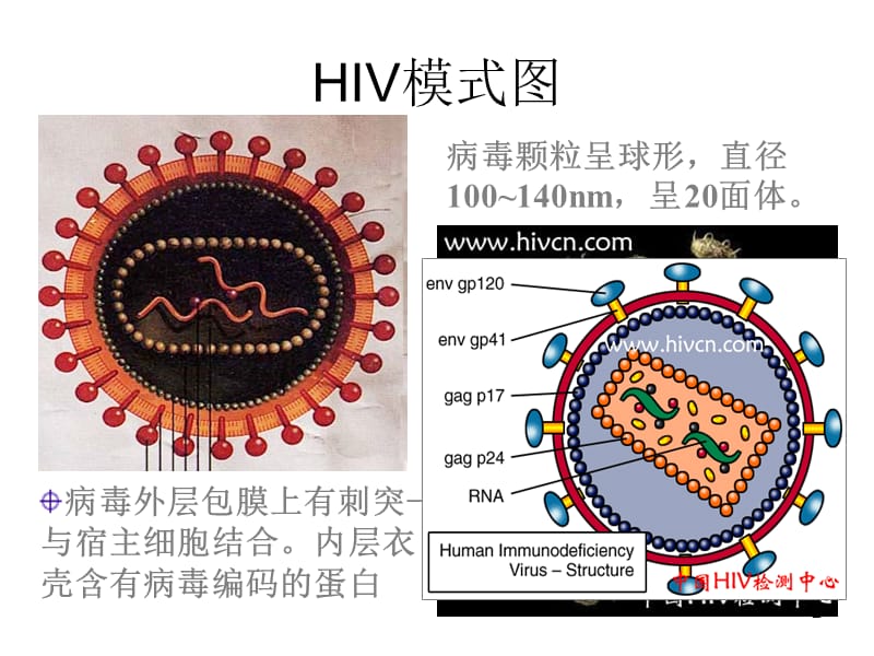 性疾病的传播ppt课件_第2页