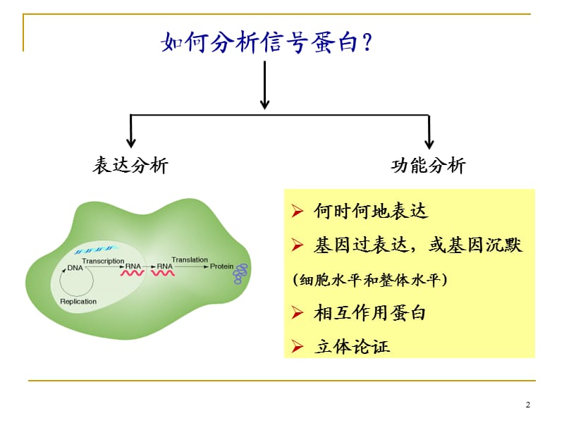 信号转导研究方法ppt课件_第2页