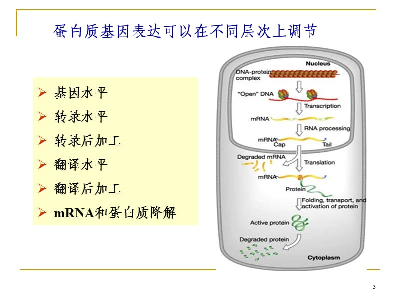 信号转导研究方法ppt课件_第3页