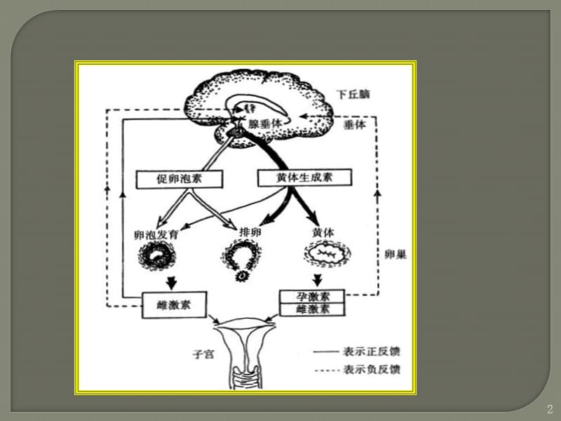 性激素六项的解读ppt课件_第2页