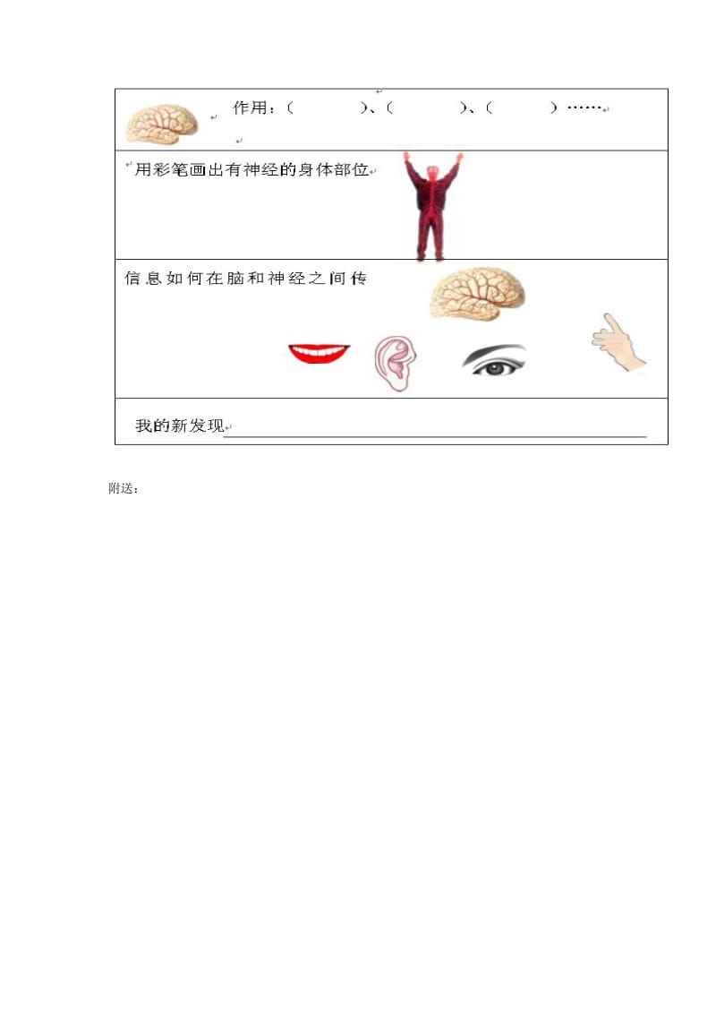 2019-2020年苏科版小学科学五年级下册《脑与神经》优秀教案附教学反思.doc_第3页