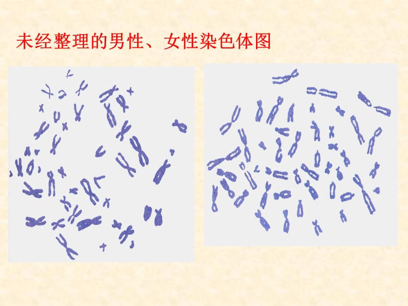 新人教版第四节人的性别遗传ppt课件_第2页