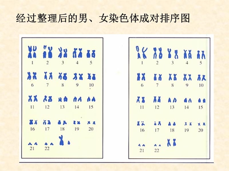 新人教版第四节人的性别遗传ppt课件_第3页