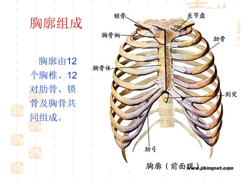 胸部评估检查ppt课件_第3页