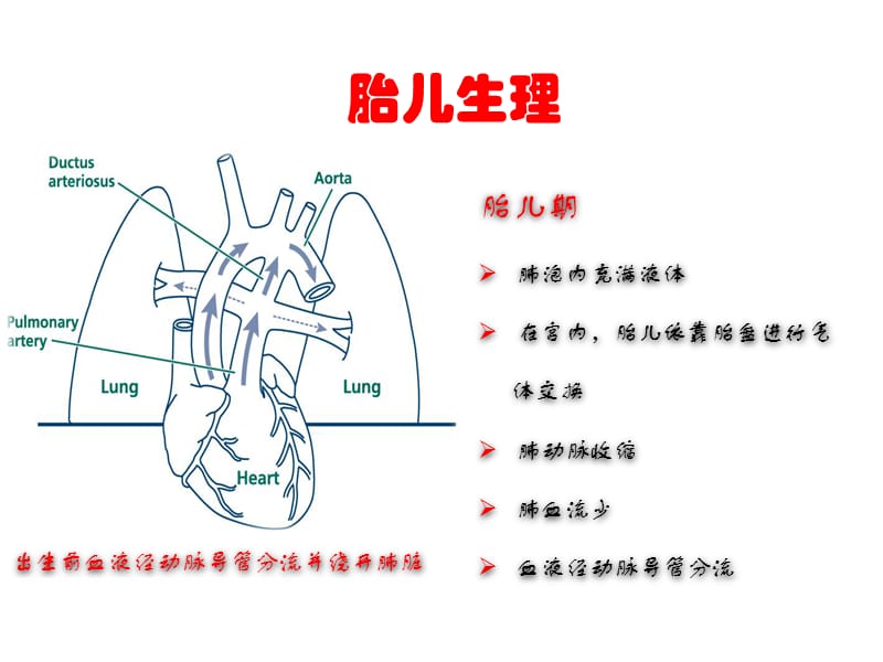 新生儿复苏ppt课件_第2页