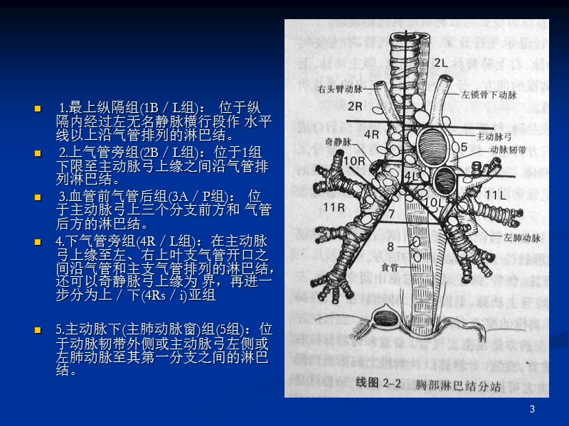 胸部淋巴结分区及临床应用ppt课件_第3页