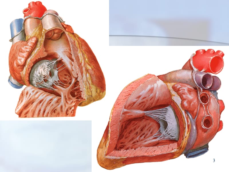 心脏瓣膜病ppt课件_第3页