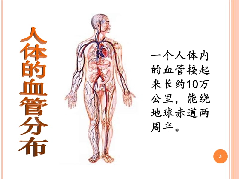 血管ppt课件_第3页