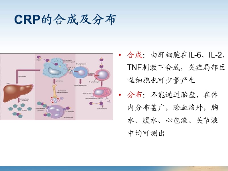 血常规和C反应蛋白检测的临床意义ppt课件_第3页