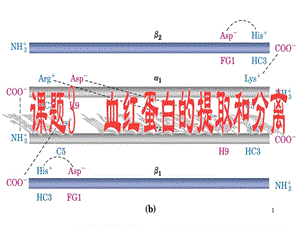 血紅蛋白的提取和分離試用版ppt課件