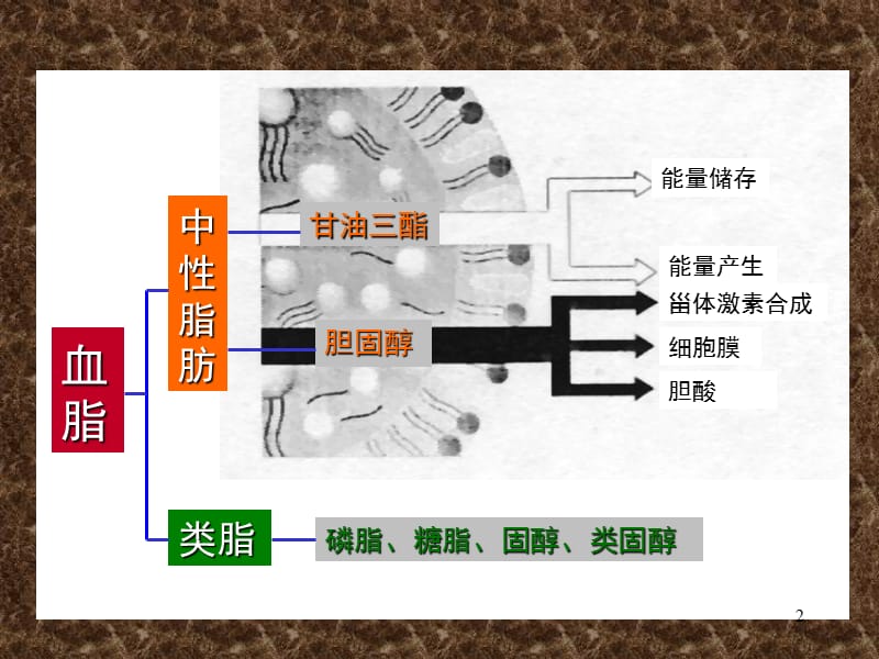 血脂和高脂血症ppt课件_第2页