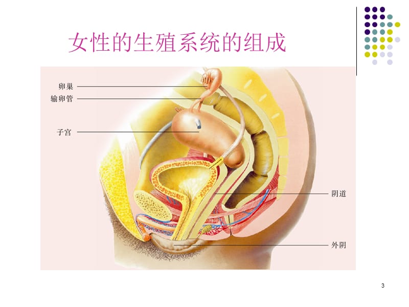 学校女生青春期保健健康教育ppt课件_第3页