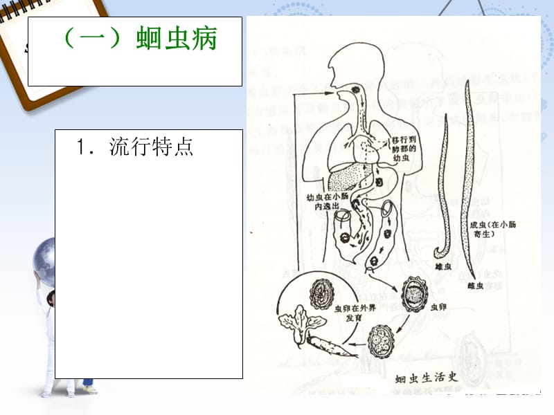 学前儿童常见寄生虫病的防治ppt课件_第3页