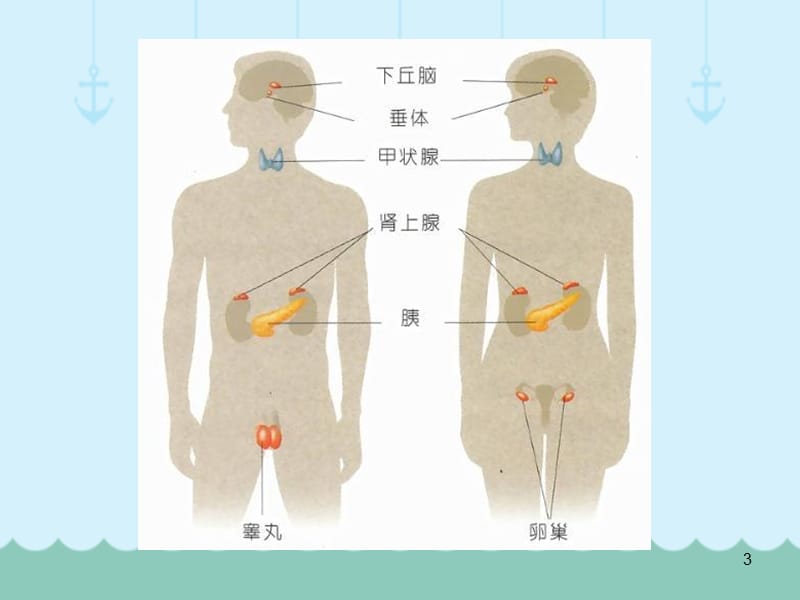 学前儿童内分泌系统ppt课件_第3页