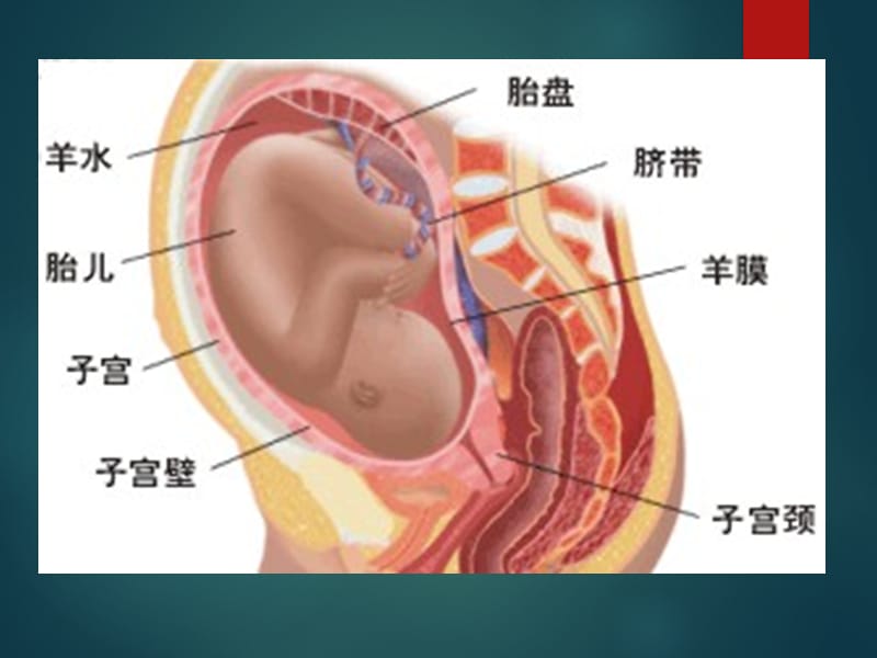 羊膜在眼科的应用ppt课件_第3页