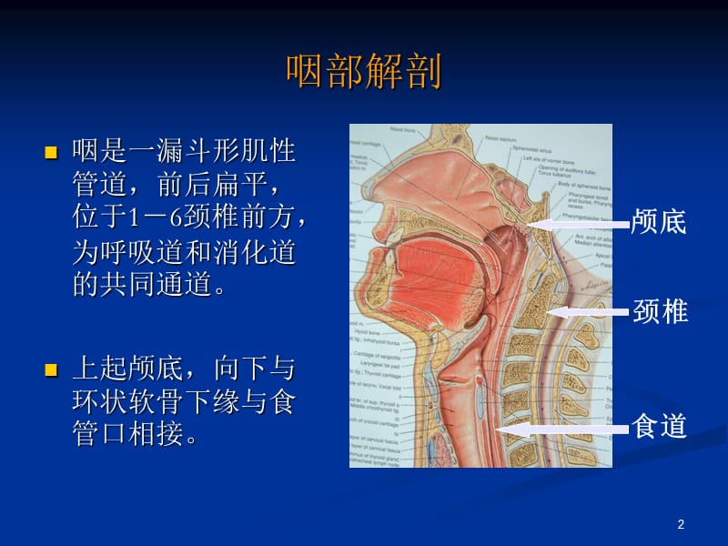 咽喉解剖和急慢性扁桃体炎ppt课件_第2页