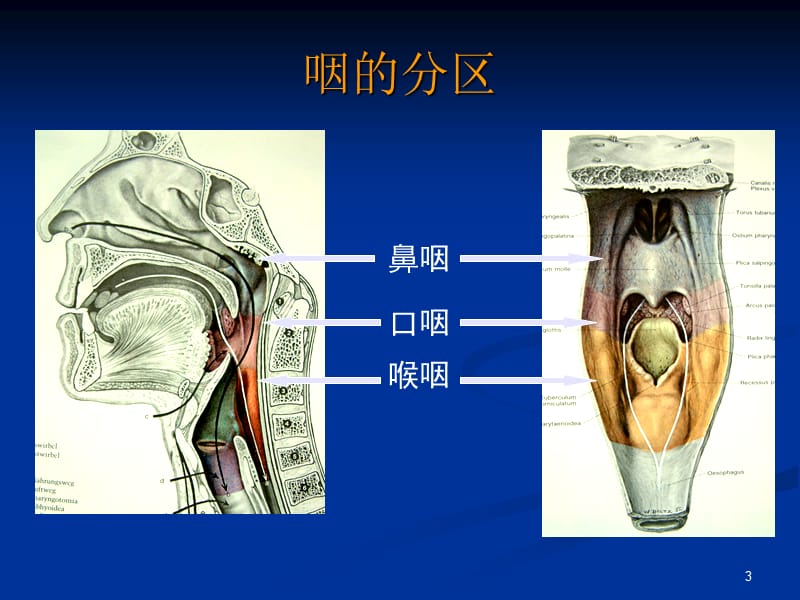 咽喉解剖和急慢性扁桃体炎ppt课件_第3页