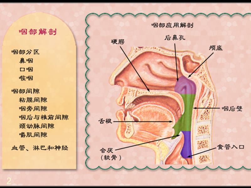 咽喉部ppt课件_第2页