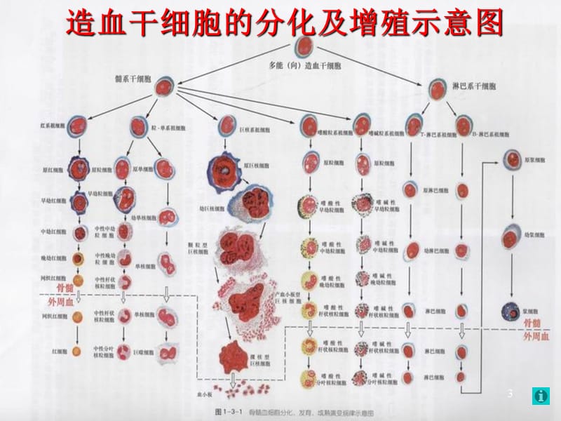 血液系统检查ppt课件_第3页