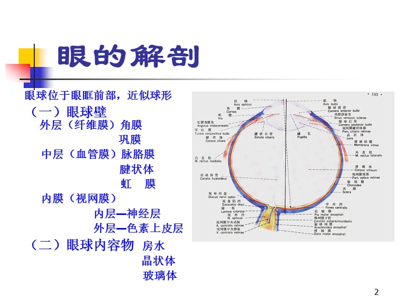 眼球超声ppt课件_第2页