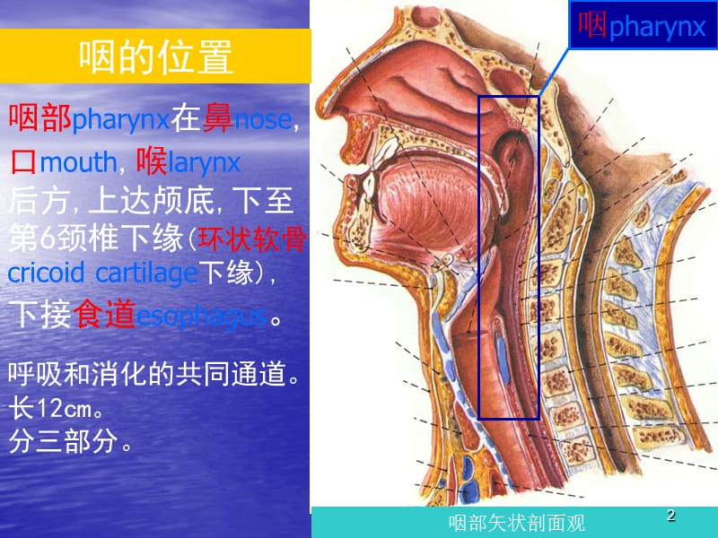 咽喉解剖生理ppt课件_第2页