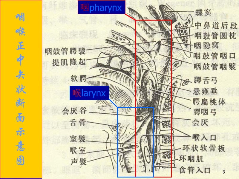 咽喉解剖生理ppt课件_第3页