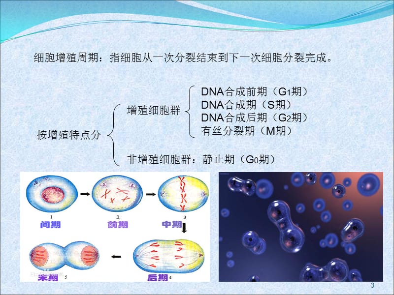 药理抗恶性肿瘤ppt课件_第3页