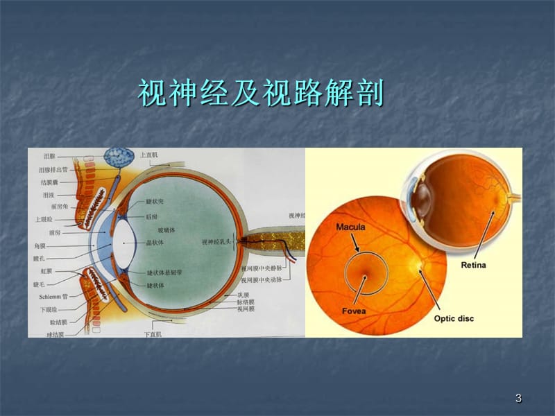 眼视神经及视路疾病ppt课件_第3页