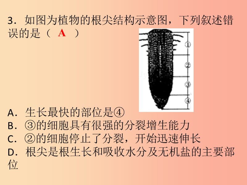 2019年七年级生物上册 第三单元 第三章 第四章 绿色植物是生物圈中有机物的制造者课件 新人教版.ppt_第3页