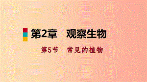 2019年秋七年級科學(xué)上冊第2章觀察生物第5節(jié)常見的植物2.5.2孢子植物和植物的分類導(dǎo)學(xué)課件新版浙教版.ppt