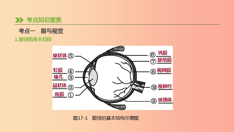 2019年中考生物 专题复习四 生物圈中的人 第17课时 人体对外界环境的感知课件 新人教版.ppt_第2页