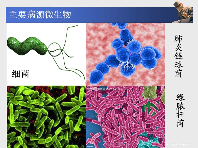 药理学抗菌药全ppt课件_第2页