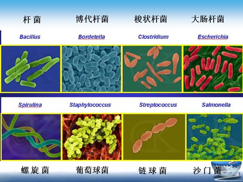 药物化学第五章抗生素内酰胺ppt课件_第3页