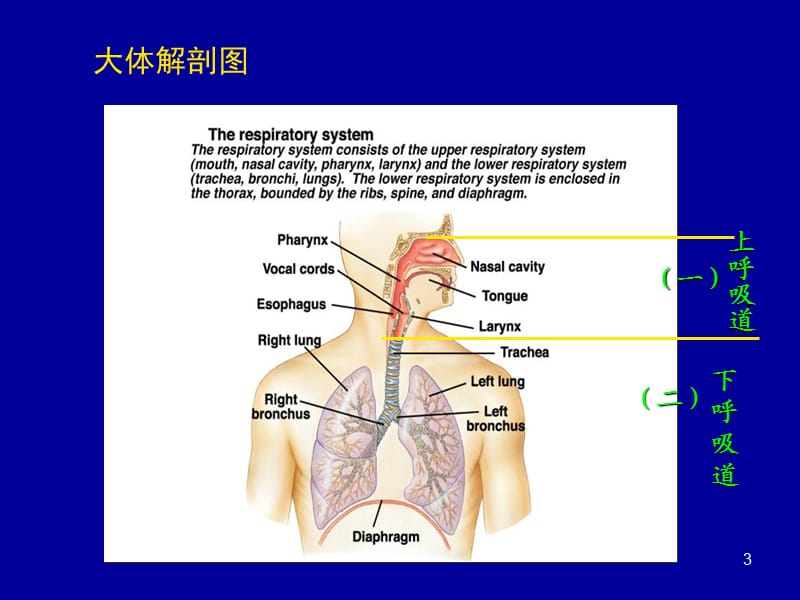 药物治疗学呼吸系统疾病的药物治疗ppt课件_第3页