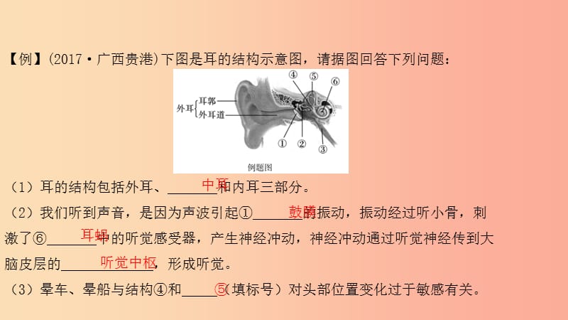 2019中考生物总复习 第二部分 重点题型探究 题型二 识图题 第八类 听觉课件.ppt_第3页