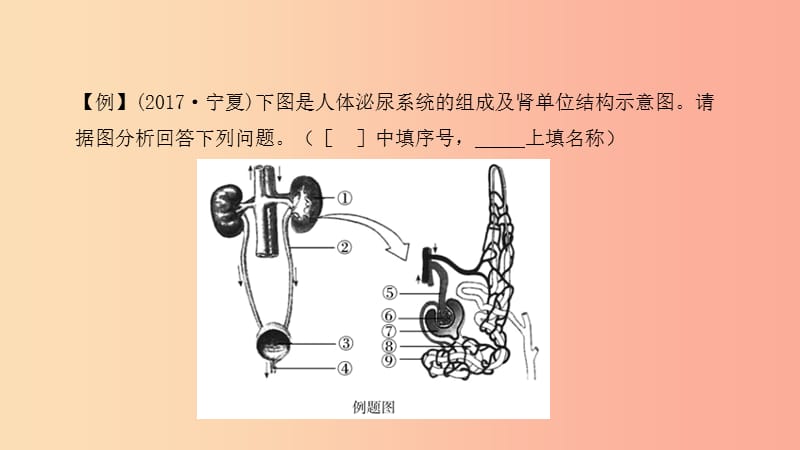 2019中考生物总复习 第二部分 重点题型探究 题型二 识图题 第六类 人体课件.ppt_第3页