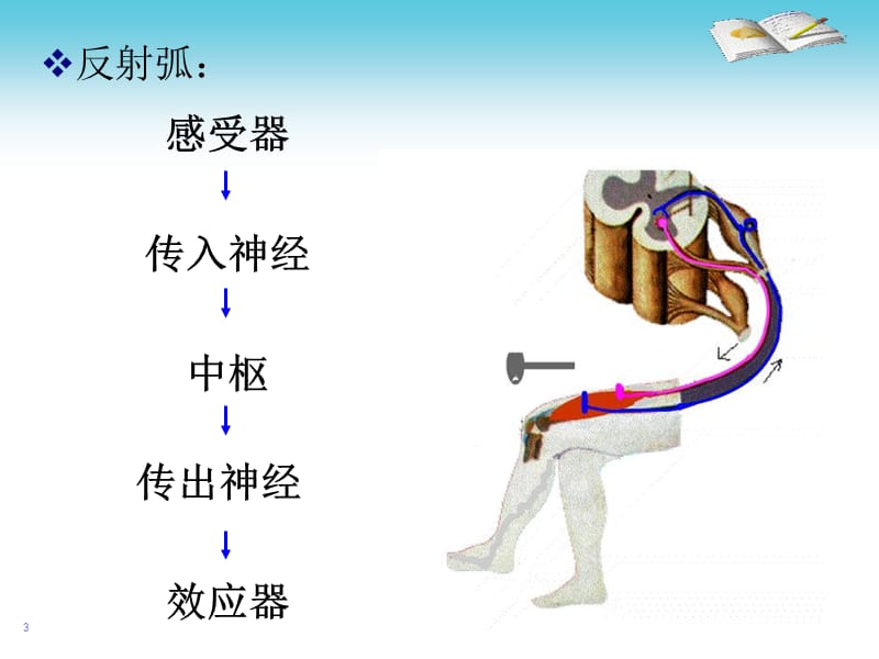 药理学5传出神经系统药理概论ppt课件_第3页